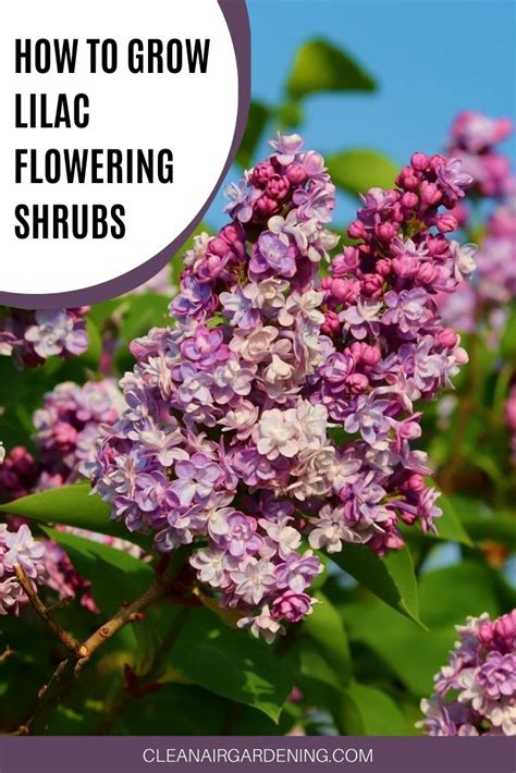 How to Grow Common Lilac Flowering Shrubs - Clean Air Gardening