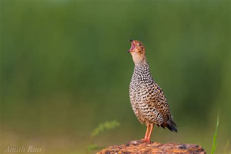 Birds of North Karnataka