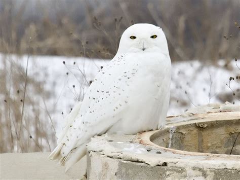 Everything You Wanted to Know About the Snowy Owl - PetHelpful