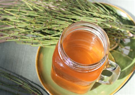 Mormon Tea, Harvesting Wild Ephedra and Its Folk Traditions