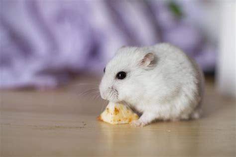 Can hamsters eat cheese? | Complete Guide | SmartPet