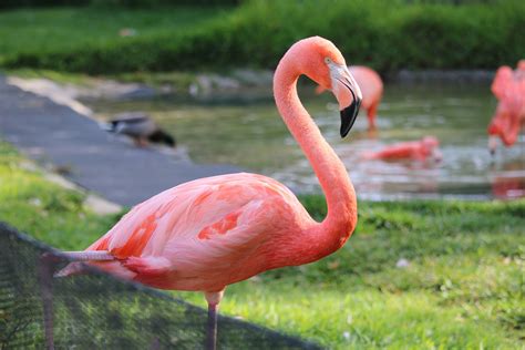 This Bahamas Resort Will Pay You to Hang Out With Flamingos