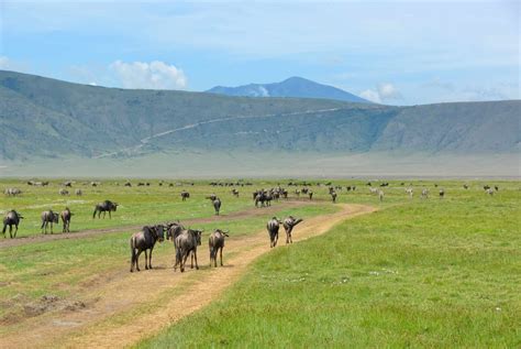 Ngorongoro Crater Safari | Guide, Prices & Weather [2024]