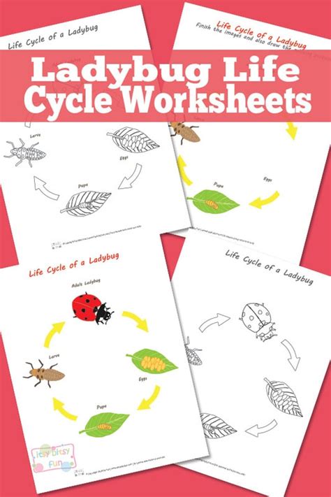 Ladybug Life Cycle Worksheet - Itsy Bitsy Fun