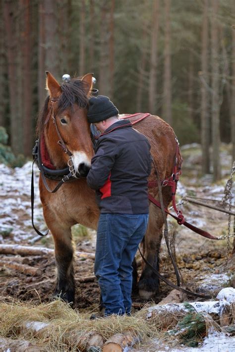 Horse loggers forgo heavy machinery to protect nature