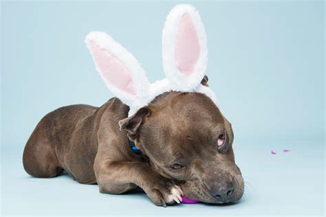 9 Photos That Prove Pit Bulls Are The New Easter Bunny