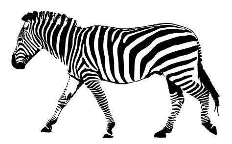 Zebra Black White Stripes Free Stock Photo - Public Domain Pictures