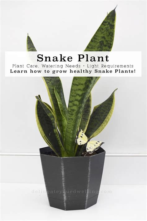 Snake Plant Care - Delineate Your Dwelling