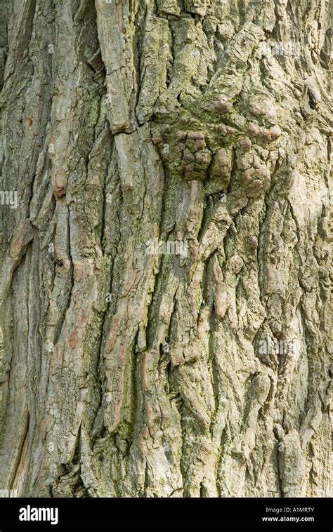 Black poplar bark (Populus nigra betulifolia Stock Photo - Alamy