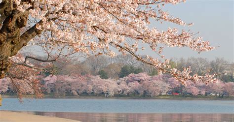 History Of Cherry Blossom Trees In Washington DC