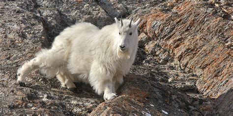 Canadian Rockies Wildlife | Natures's Pic's Online