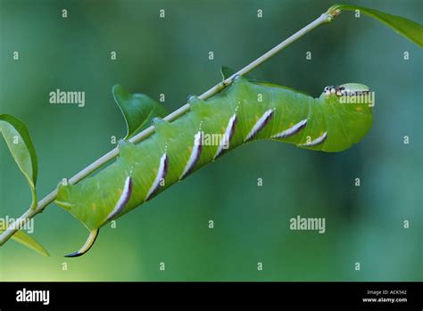 Privet hawk moth caterpillar Sphinx ligustri Belgium Stock Photo - Alamy