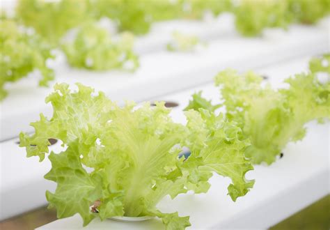 Green lettuce growing in a greenhouse 1740001 Stock Photo at Vecteezy