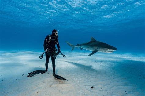 Best Underwater Photos of 2016 by National Geographic - Michael Andrew ...