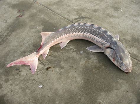 White Sturgeon - Pier Fishing in California