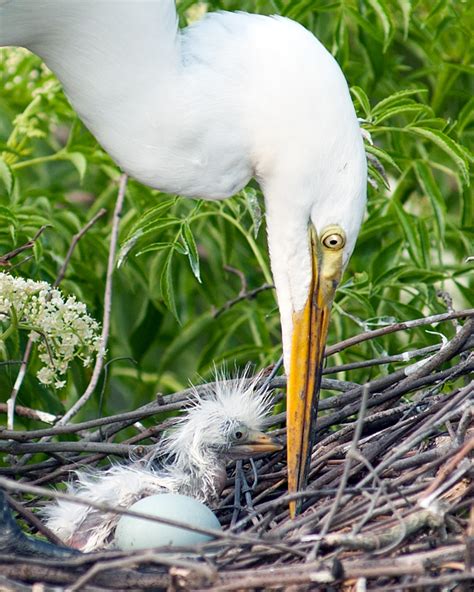 Great White Egret nesting with chick and egg: Guidenet: Galleries ...