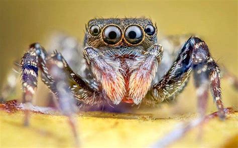 Blog - Are Jumping Spiders In San Antonio Dangerous?