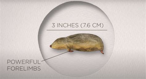 Elusive De Winton's Golden Mole Rediscovered in South Africa After 90 ...