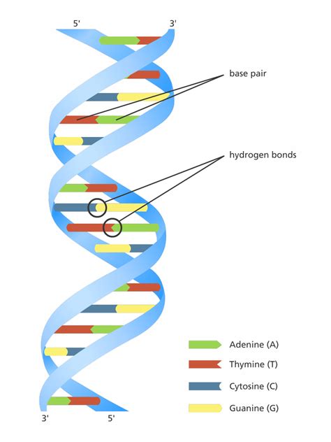 Home | Dna drawing, Hydrogen bond, Dna helix