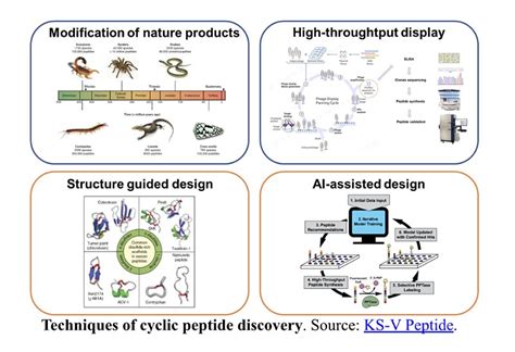 The What, Why and How of Cyclic Peptides | Scientist.com