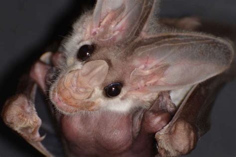 In photos: Australia's elusive ghost bat | zooborns | Earth Touch News