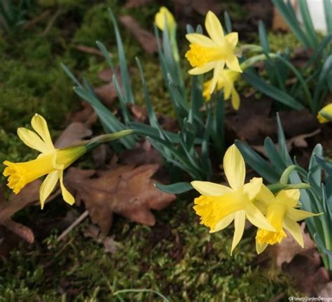 5 Miniature Daffodils for Pots and Containers | Garden Designer