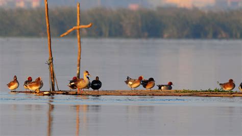 Okhla Bird Sanctuary - History, Location, Details, Ticket Price ...