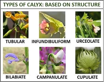 Calyx in Plants - Meaning, Features & Types - Biology Reader