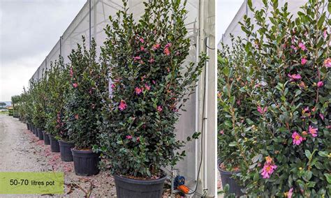 Camellia Sasanqua (Sasanqua Camellia) – Shrub – Garden Plants Online