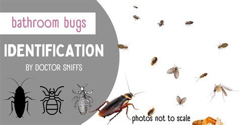 Bathroom Bugs Identification - 15 Bugs You'll See in a Bathroom