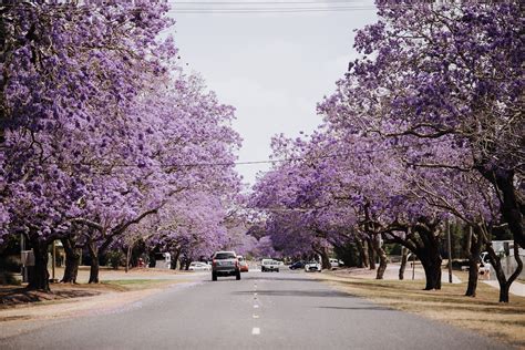 2020 Dates | Jacaranda Festival