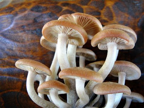 Free Images : mushrooms, fungus, edible mushroom, agaricaceae, shiitake ...