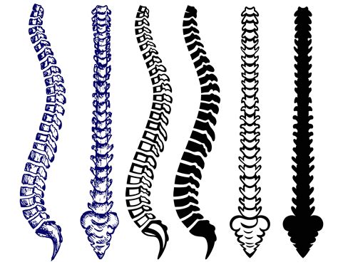 ANATOMY SPINE svg/spine clipart/spine svg/spine - Etsy France