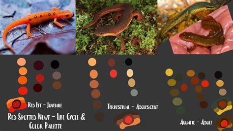 Eastern Newt Life Cycle