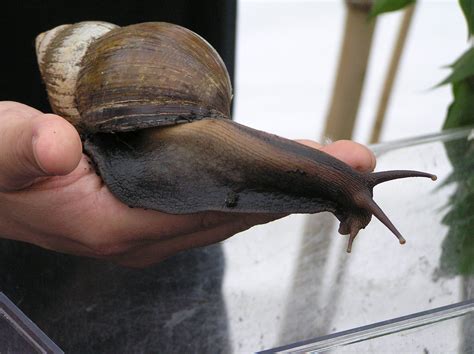 Real Monstrosities: Giant African Land Snail