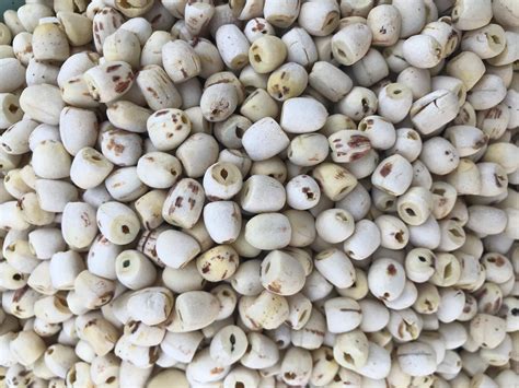 White Lotus Seed - SENFOOD JSC - Vietnam Manufacturer