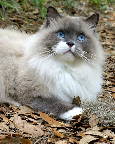 Blue Ragdoll Kittens