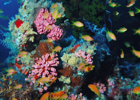 Top 7 Best Coral Reefs in the World | Audley Travel UK