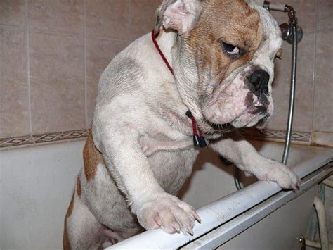 angry dog | Grappige hondenplaatjes, Honden foto's, Grappige honden