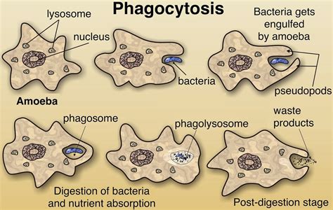 Stuart's Science: Pithovirus - More than just a large storage container