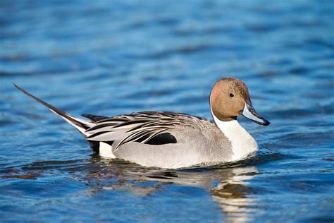 Pintail | Habitat & Facts | Britannica