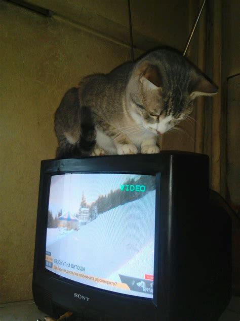 My cat watching TV