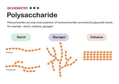 Biochemistry diagram present structure of polysaccharide such as starch ...