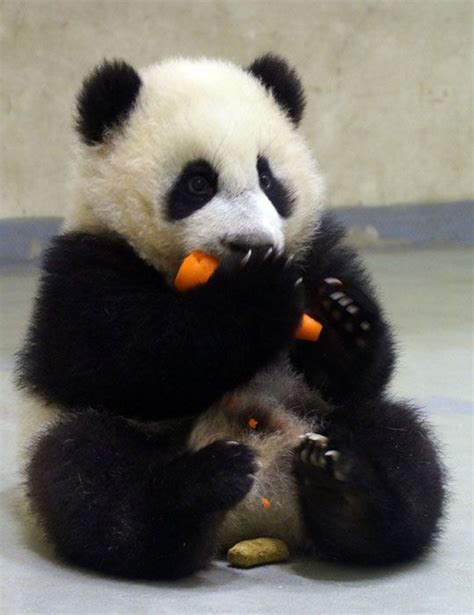 Panda eating a carrot (daaw). Yuan Zai. | Panda bear, Panda, Panda love