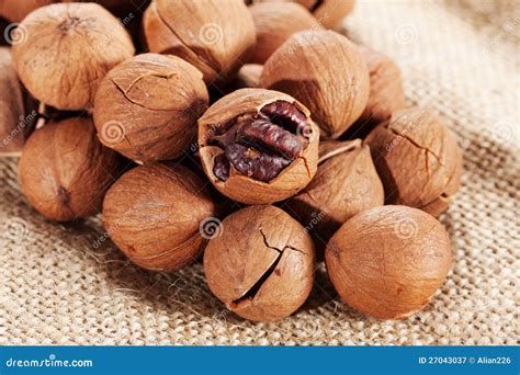 Wild hickory nuts stock image. Image of brown, gourmet - 27043037