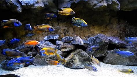 placidochromis jalo reef | Cichlid aquarium, Cichlids, African cichlid ...