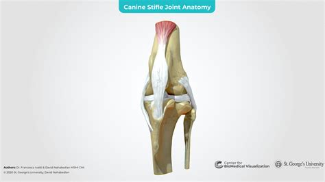 Canine Stifle Joint Anatomy - 3D model by The Center for BioMedical ...