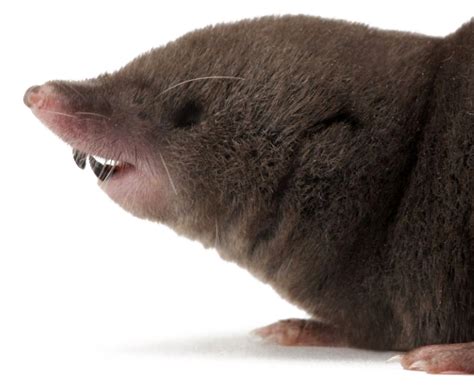 NETN Species Spotlight - Northern Short-tailed Shrew (U.S. National ...