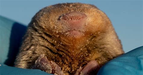 De Winton's Golden Mole Resurfaces After 8 Decades | HuffPost UK News