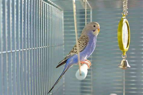 These are the Best Bird Cages for Parakeets in a Home - Embora Pets